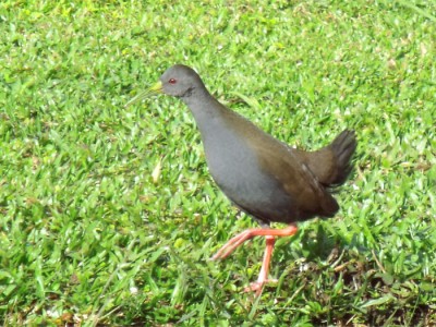 saracura-do-mato_20100516_2042768109