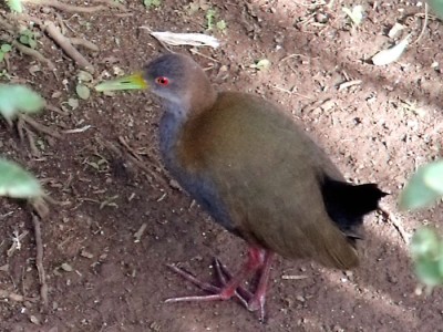 saracura-san_20100513_1769471750