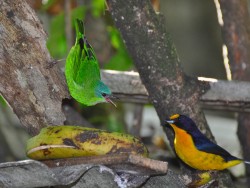 guaratuba-comedouro1