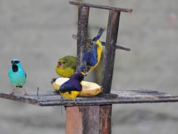 guaratuba-comedouro2