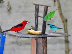 guaratuba-comedouro3