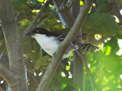 Choró-boi Taraba major