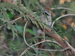 Petrim - Synallaxis frontalis 