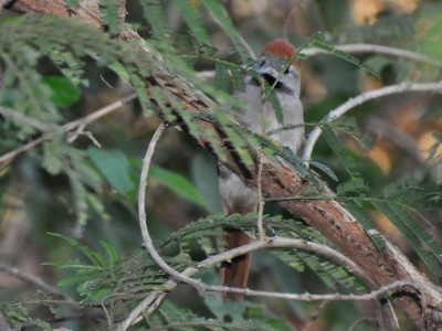 Petrim - Synallaxis frontalis 