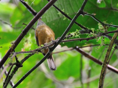abre-asa-cabeca-cinzenta