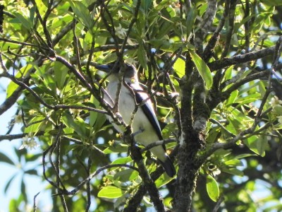 anambe-branco-de-bochecha-parda