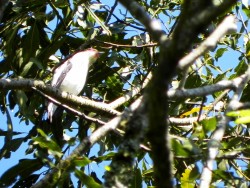 anambe-branco-de-rabo-preto