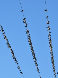 andorinha-de-dorso-acanelado
