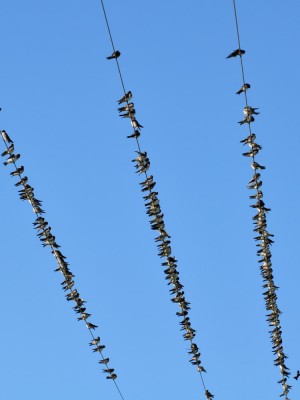 andorinha-de-dorso-acanelado
