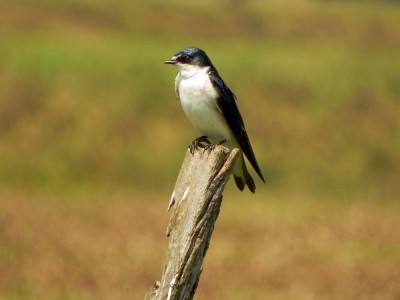 andorinha-de-sobre-branco