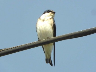 andorinha-de-sobrebranco