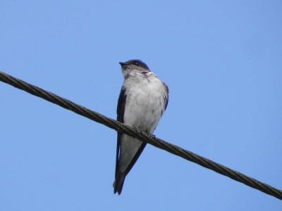 andorinha-domstica-grande_20100803_1477472790