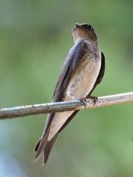 andorinha-grande-de-casa