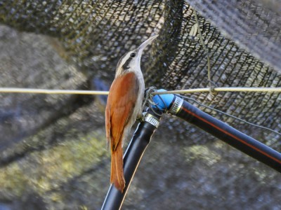 Arapaçu-de-cerrado - Lepidocolaptes angustirostris