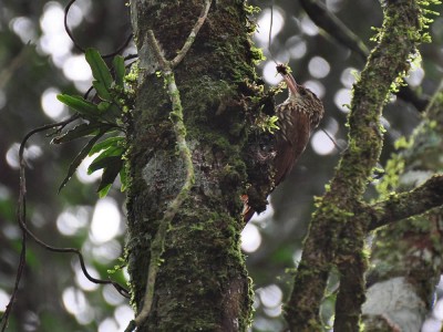 arapacu-escamado-do-sul
