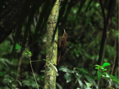 Arapa&ccedil;u-liso - Dendrocincla turdina