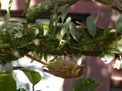 arredio-olivceo_20100623_1166846427