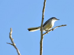 balanca-rabo-demascara