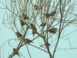 bando_de_pintassilgo