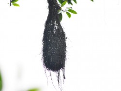 bem-te-vi-pirata ninho