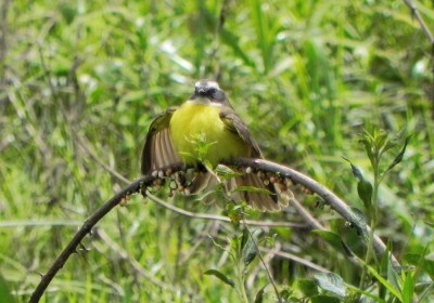 bentevizinho-de-topete-vermelho