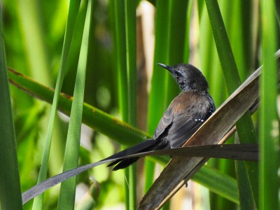 Bicudinho-do-brejo (Stymphalornis acutirostris)
