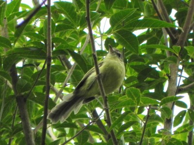 borboletinha-do-mato