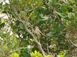 calhandra-de-tres-rabos