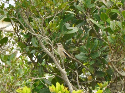 calhandra-de-tres-rabos