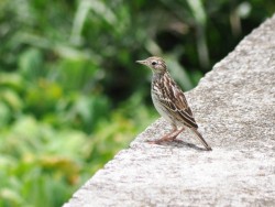 caminheiro-de-barriga-acanelada