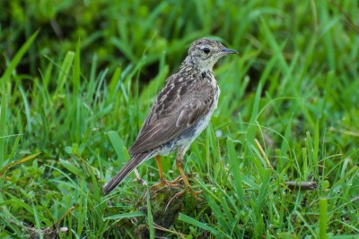 caminheiro-de-espora
