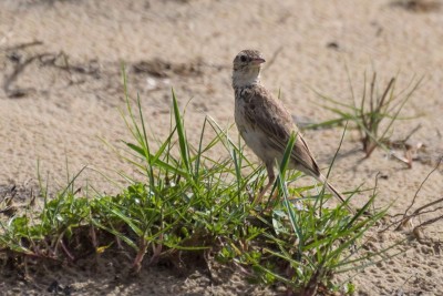 caminheiro-de-unha-curta