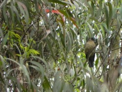 caneleiro-de-chapeu-preto