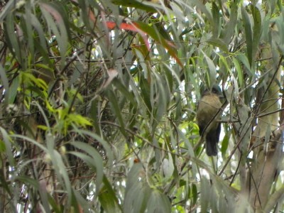 caneleiro-de-chapeu-preto