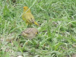 canrio-da-terra-verdadeiro