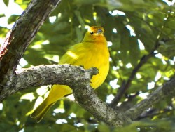 canrio-da-terra-verdadeiro