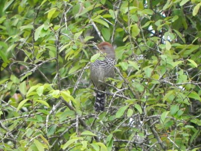 choca-chapeu-vermelho