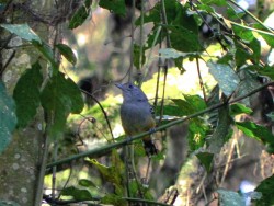 choca-da-mata_20100821_1981705604