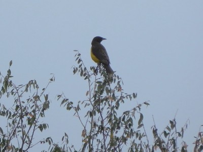 chopim-do-brejo_20100628_1114878805