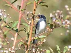 Chorão - Sporophila leucoptera