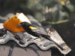 Encontro - Icterus pyrrhopterus