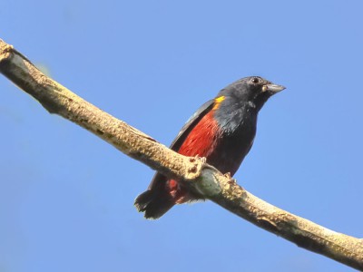 Ferro-velho - Euphonia pectoralis