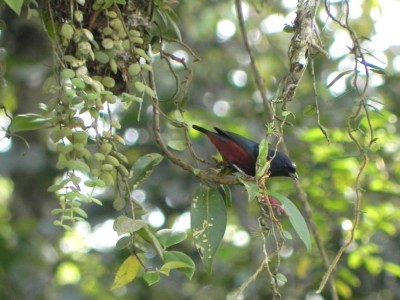 Ferro-velho - Euphonia pectoralis