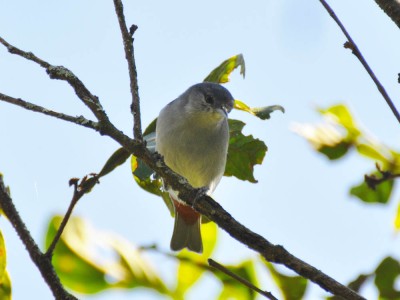 figuinha-de-rabo-castanho