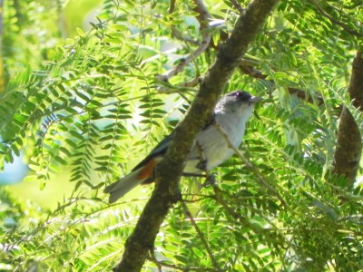 figuinha-de-rabo-castanho