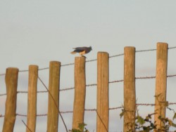 Gralha-do-campo - Cyanocorax cristatellus