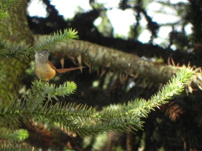 grimpeiro_20100603_1501721183