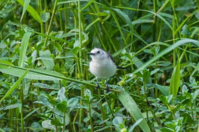 lavadeira-de-cara-branca