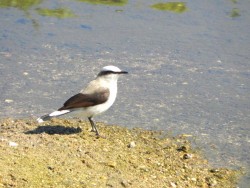 lavadeira-mascarada_20100818_1119789519
