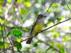 Maria-cavaleira-de-rabo-enferrujado - Myiarchus tyrannulus